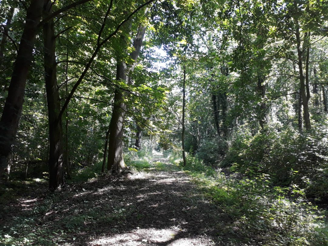 Wandelschoenenpad