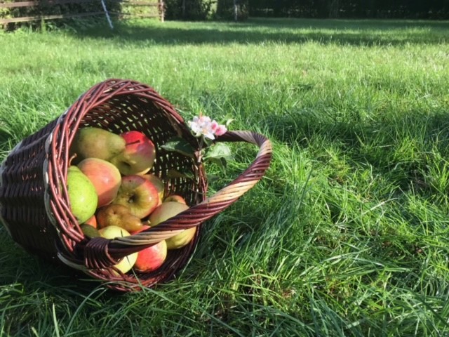 Oogst appelboomgaard 2022